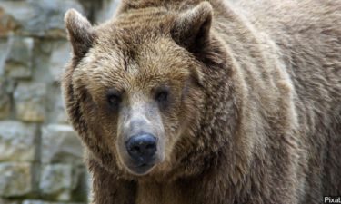 Grizzly bear